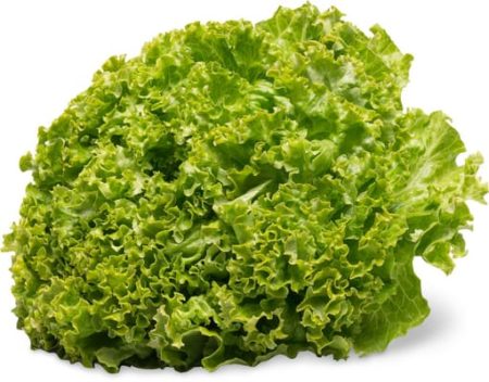 Laitue batavia