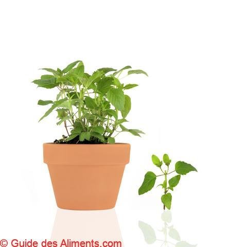 Bergamote - herbe