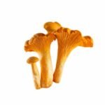 Chanterelles ou girolles