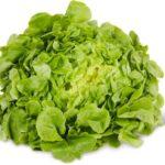 Feuille ch&ecirc;ne verte