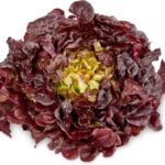 Feuille chêne rouge