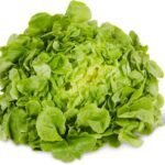 Feuille chêne verte