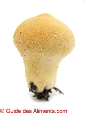 Lycoperdon perlatum