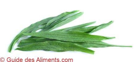 Plantain lancéol