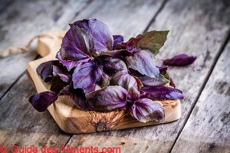 basilic pourpre