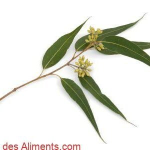 eucalyptus