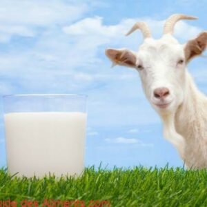lait de chèvre