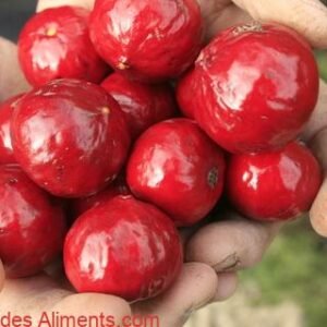 quandong