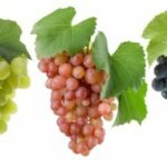 raisins verts, violets et roses