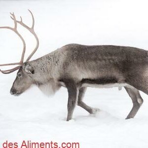 Renne (Rangifer tarandus)