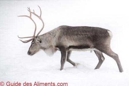 Renne (Rangifer tarandus)