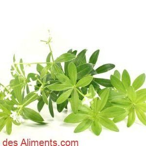 Aspérule odorante