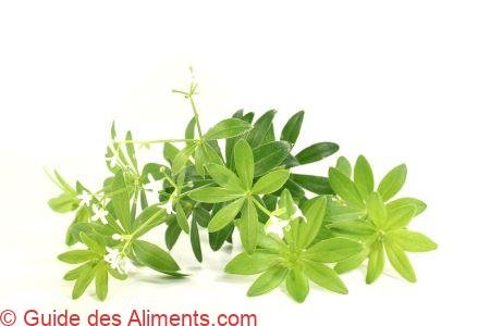 Aspérule odorante