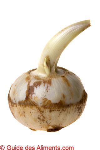 arrow-root