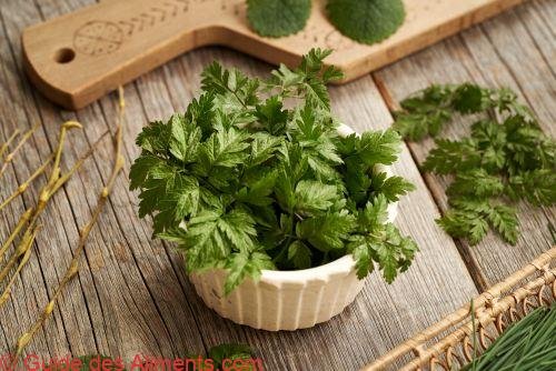 cerfeuil sauvage (Anthriscus sylvestris)