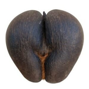 Coco de mer