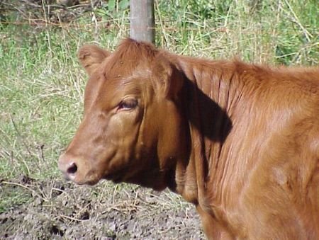 Angus ou Aberdeen-Angus - Guide des Aliments