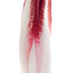Endive rouge