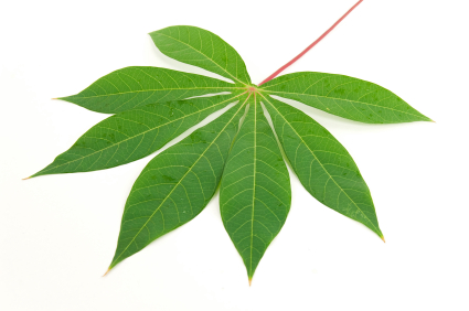 Feuille de manioc