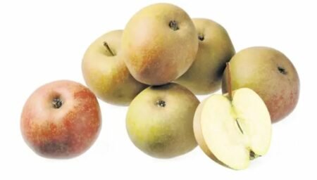 pomme boskoop