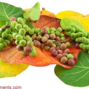 raisin bord de mer - Coccoloba uvifera