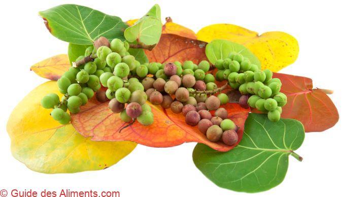 raisin bord de mer - Coccoloba uvifera