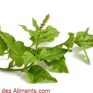 Chénopode bon-Henri