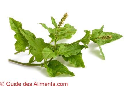 Chénopode bon-Henri