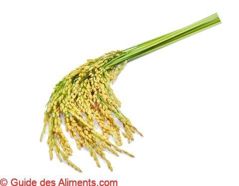 Riz paddy