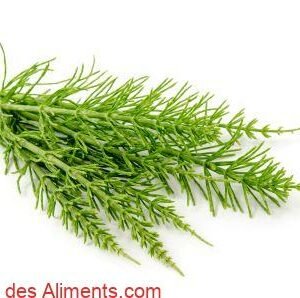 Prêle des champs
