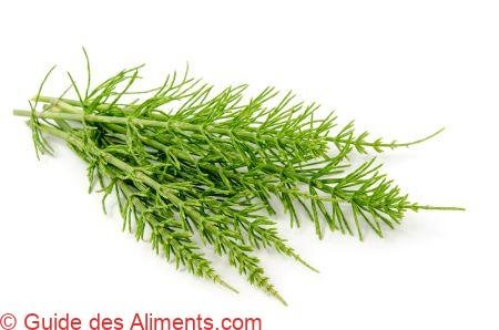 Prêle des champs