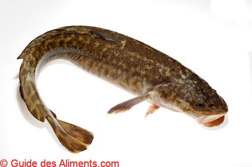 Burbot (Lota lota)