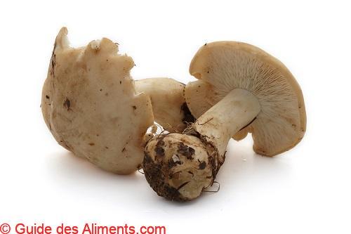 Tricholome de la Saint-Georges