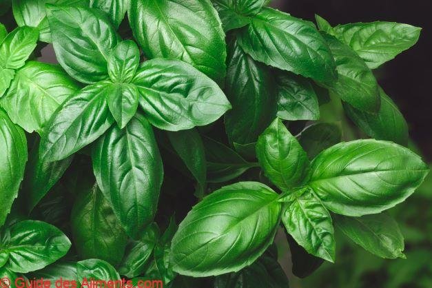 Basilico Genovese