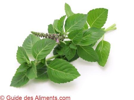 basilic thaï