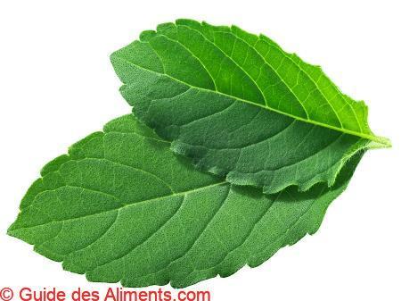Rama tulsi leaves (Ocimum tenuiflorum)