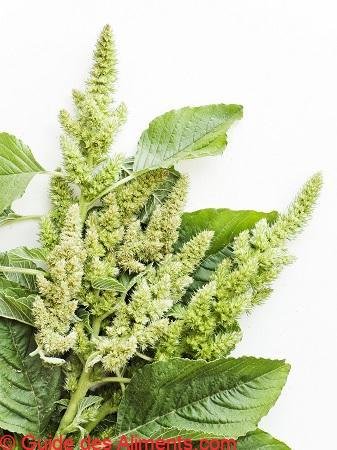 amaranthus retroflexus