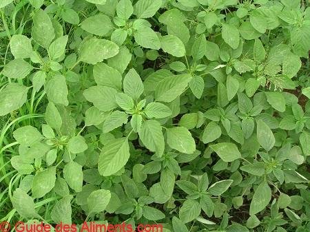 Amaranthus spinosus