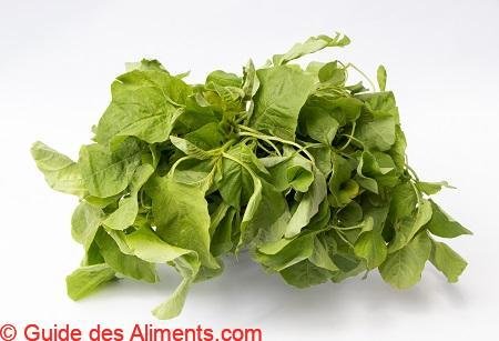 Amaranthus viridis