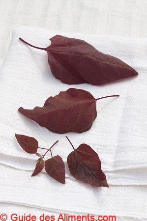 Arroche des jardins
