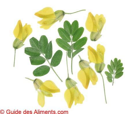 Caragana arborescens