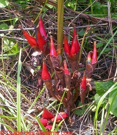 Cardamome de Madagascar