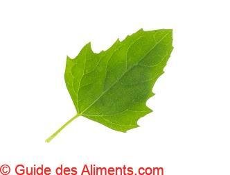 chénopode de Berlandier