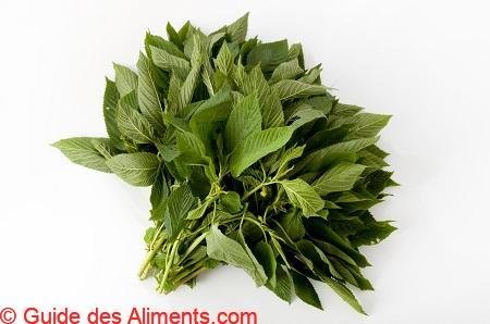 Corète potagère