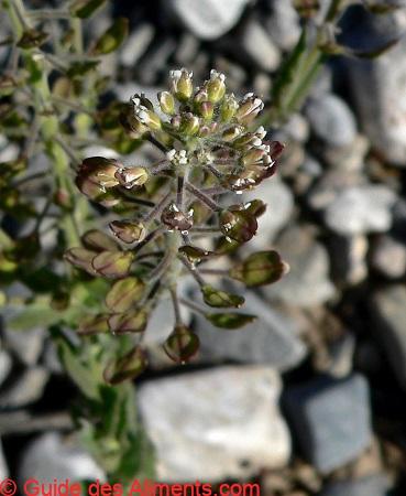 Passerage de Virginie