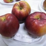 Pomme Belle-Fille Normande