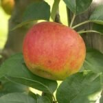 Pomme B&eacute;n&eacute;dictin