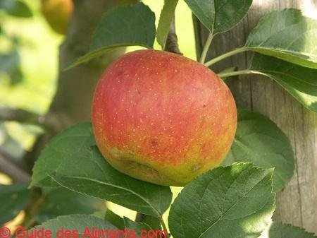 Pomme Bénédictin