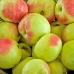 Pomme Bittenfelder S&auml;mling