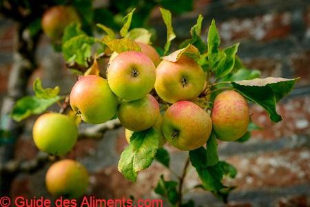 Pomme Blenheim Orange